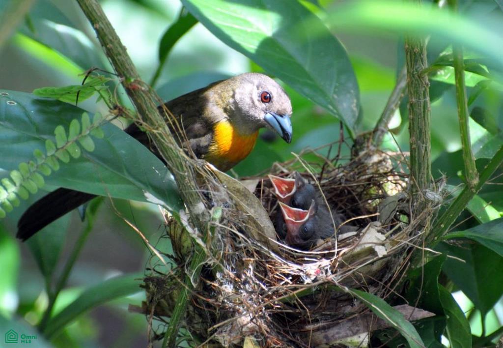Incredible Turnkey Retreat Center and Sustainable Community , Piedras Blancas, Osa, Puntarenas