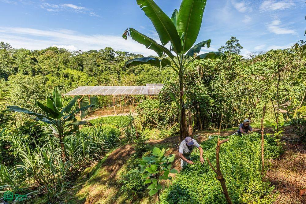 Incredible Turnkey Retreat Center and Sustainable Community , Piedras Blancas, Osa, Puntarenas