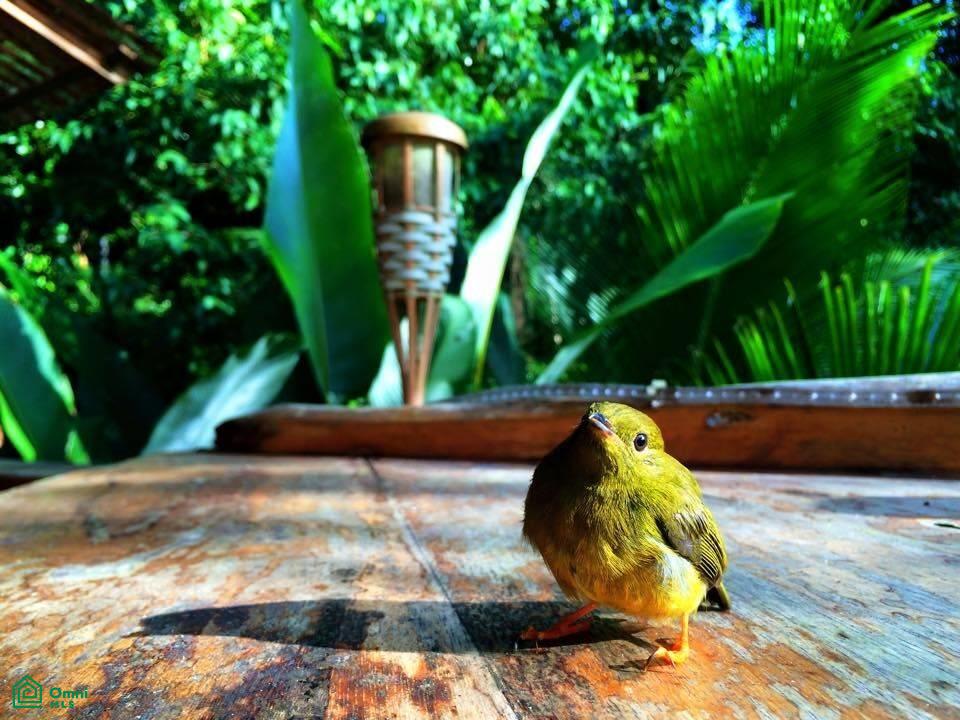 Incredible Turnkey Retreat Center and Sustainable Community , Piedras Blancas, Osa, Puntarenas