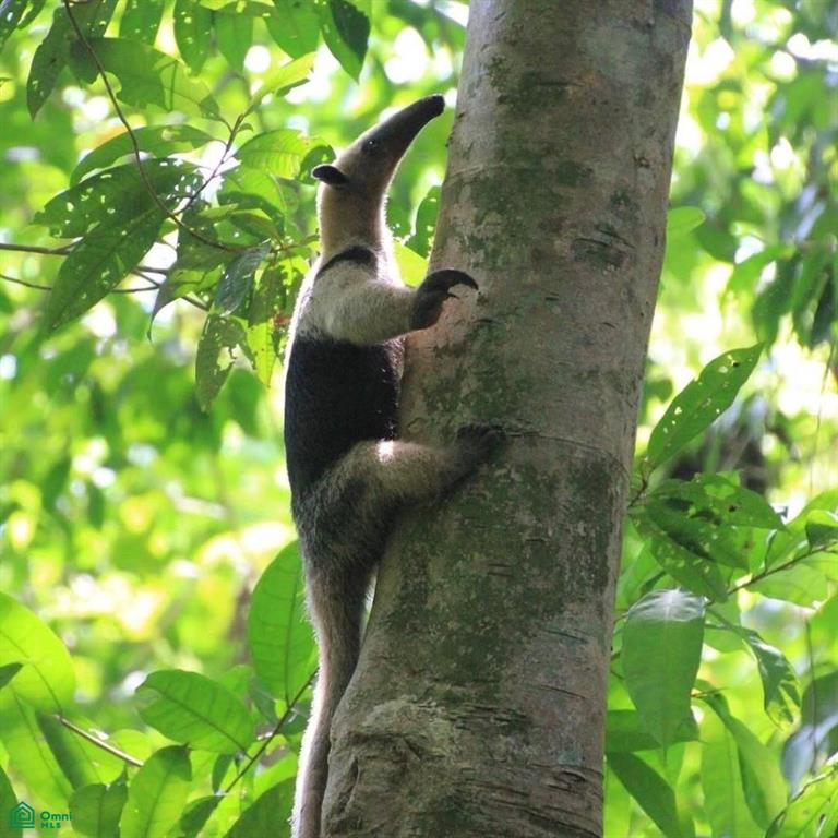 Incredible Turnkey Retreat Center and Sustainable Community , Piedras Blancas, Osa, Puntarenas