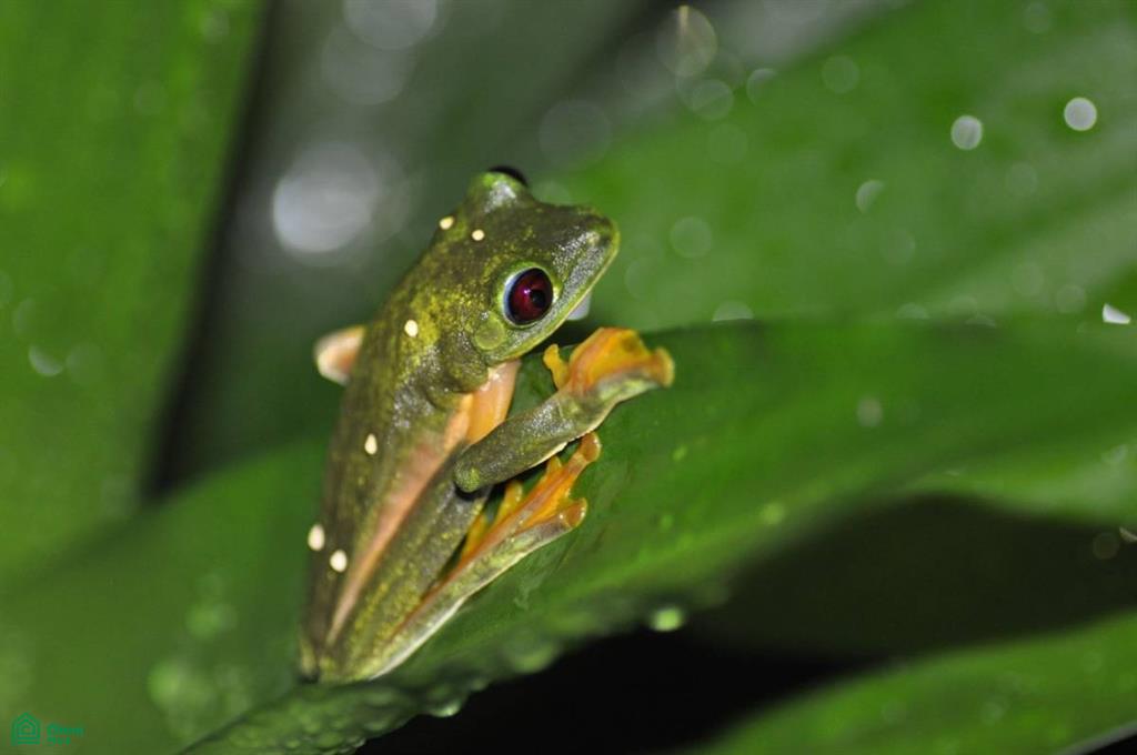 Incredible Turnkey Retreat Center and Sustainable Community , Piedras Blancas, Osa, Puntarenas