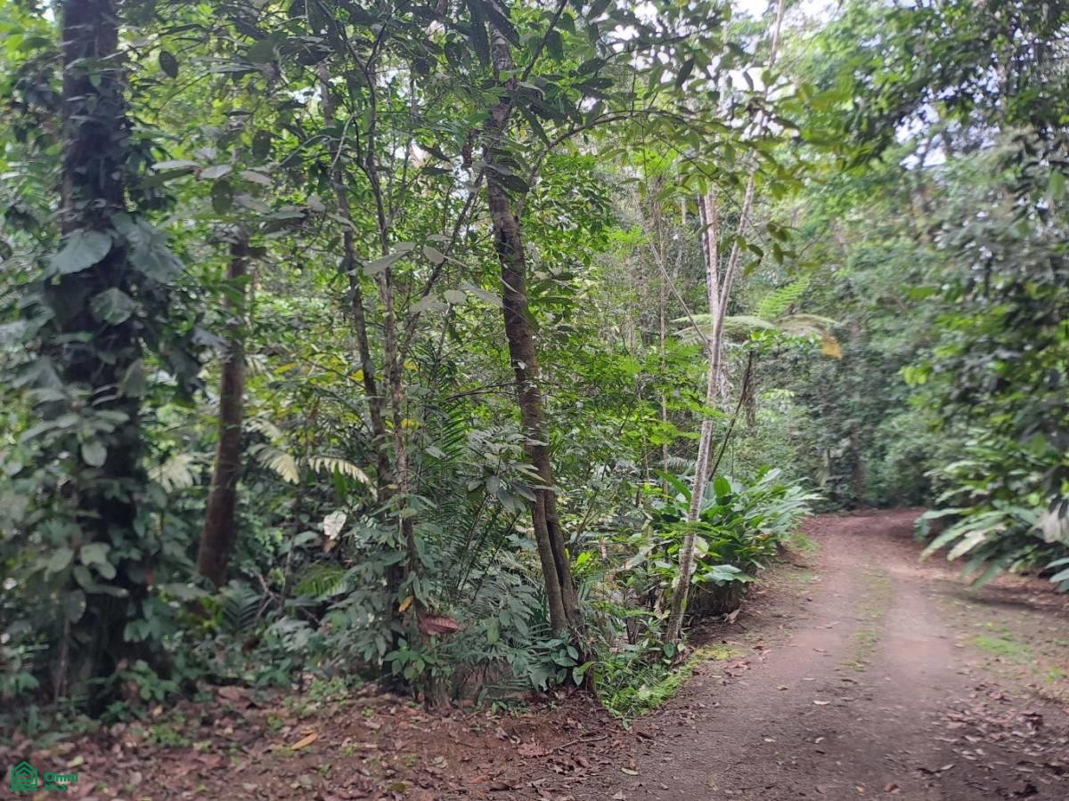 Secluded Jungle Retreat with Riverfront & Expansion Potential in the Heart of Ojochal , Puerto Cortés, Osa, Puntarenas