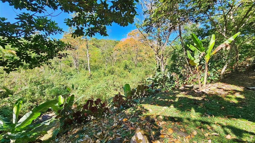 Finca Tropical Food Forest