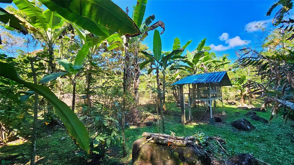 Finca Tropical Food Forest