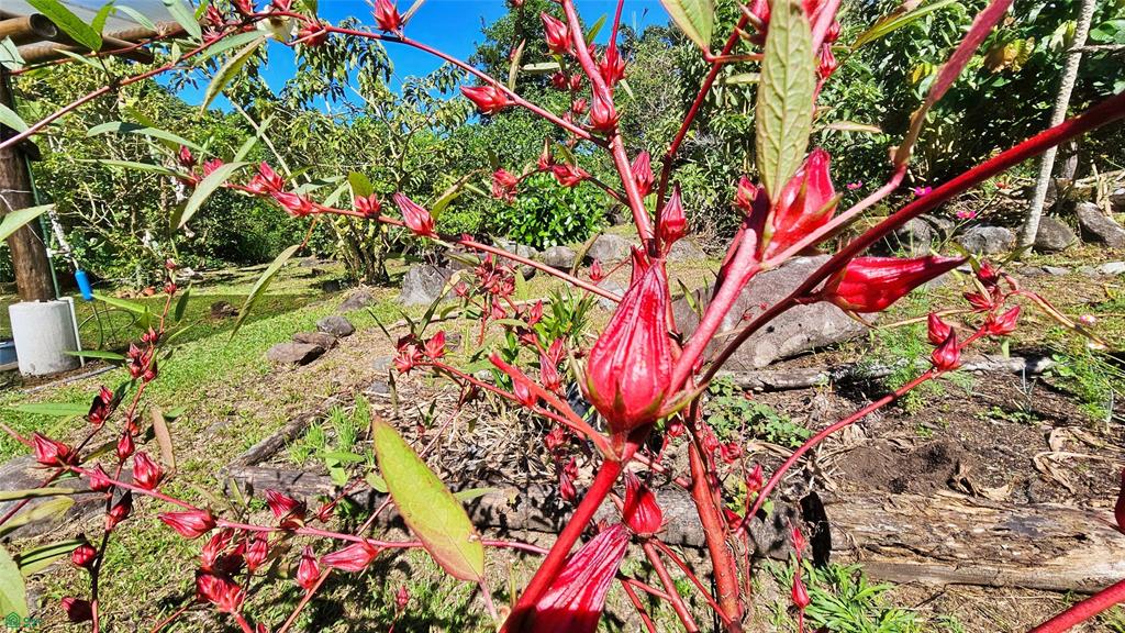 Finca Tropical Food Forest