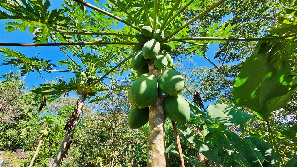 Finca Tropical Food Forest