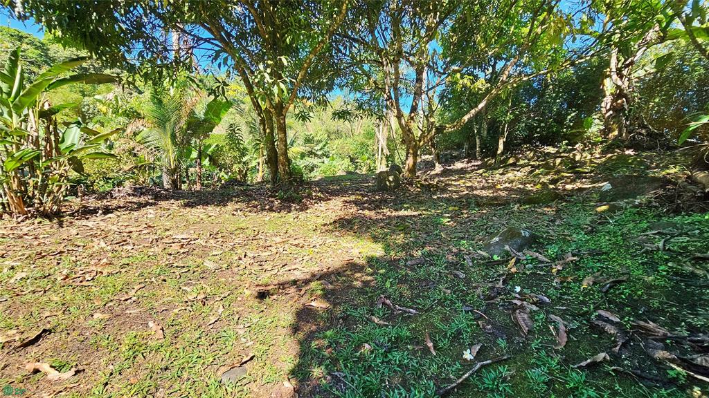 Finca Tropical Food Forest