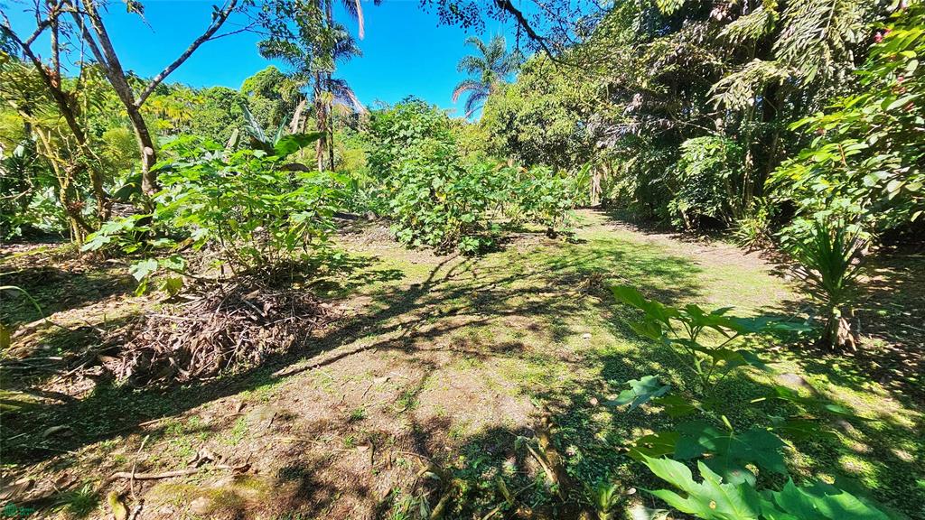 Finca Tropical Food Forest