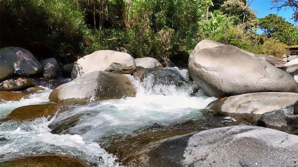 Finca Tropical Food Forest
