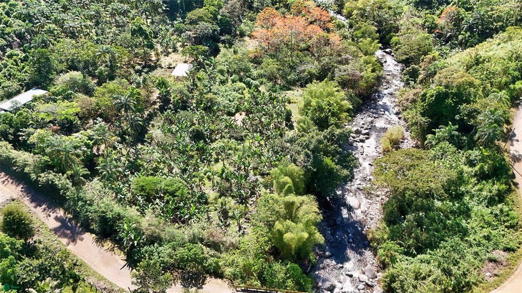 Finca Tropical Food Forest