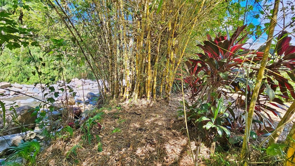 Finca Tropical Food Forest