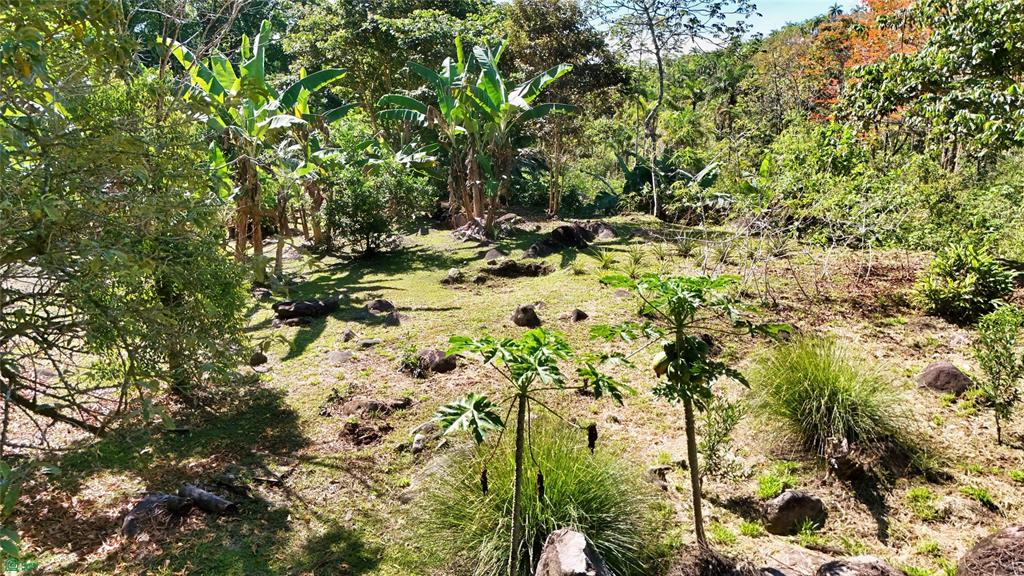 Finca Tropical Food Forest