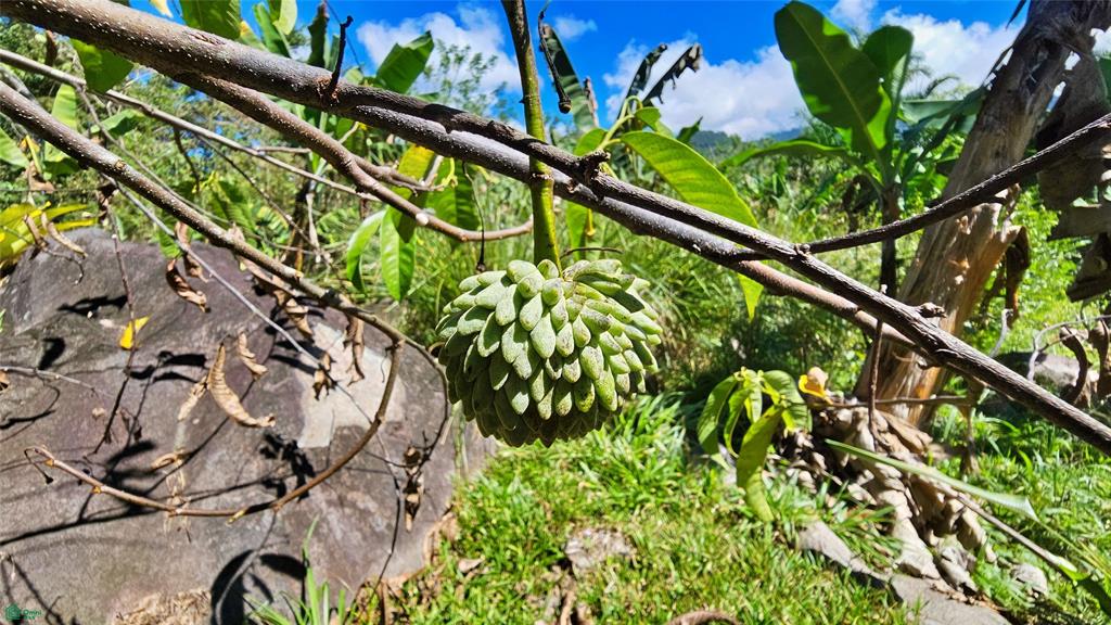 Finca Tropical Food Forest