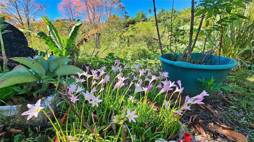 Finca Tropical Food Forest