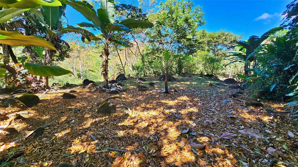 Finca Tropical Food Forest
