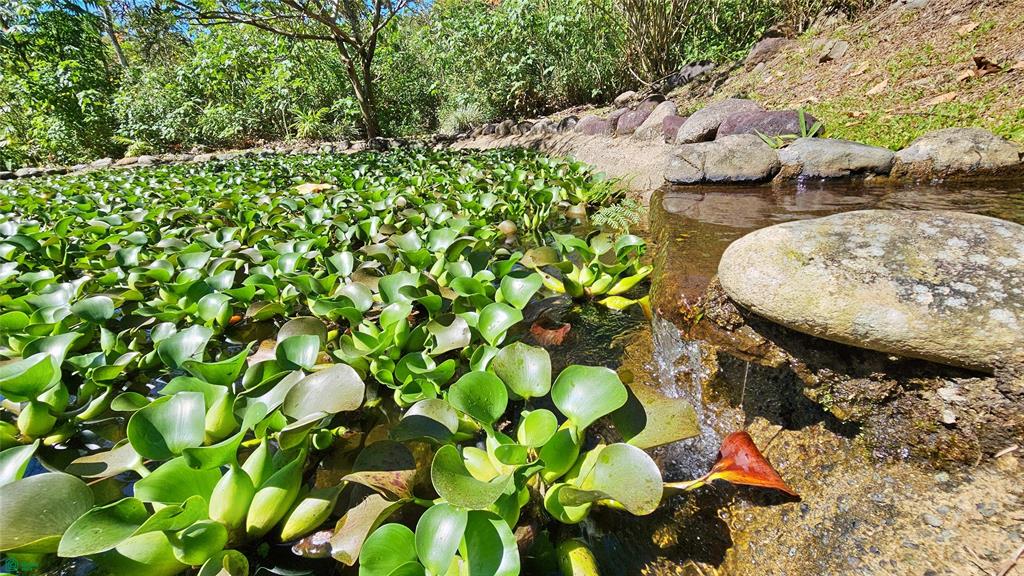 Finca Tropical Food Forest