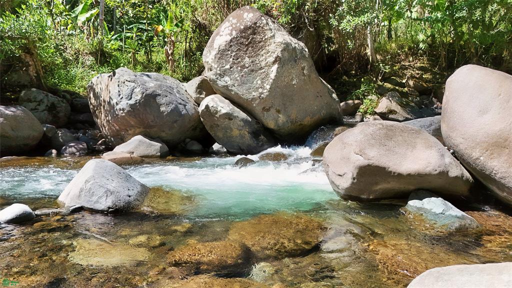 Finca Tropical Food Forest