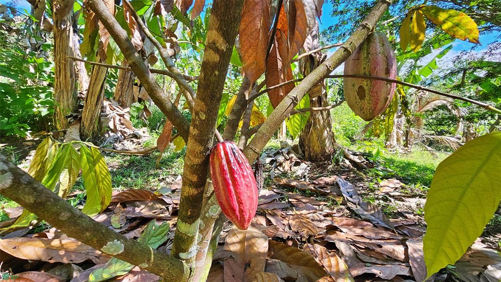 Finca Tropical Food Forest