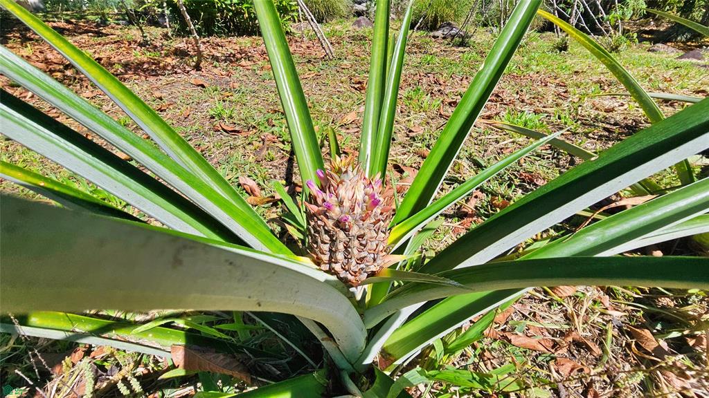 Finca Tropical Food Forest