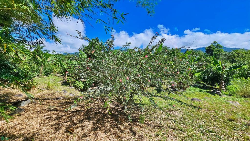 Finca Tropical Food Forest