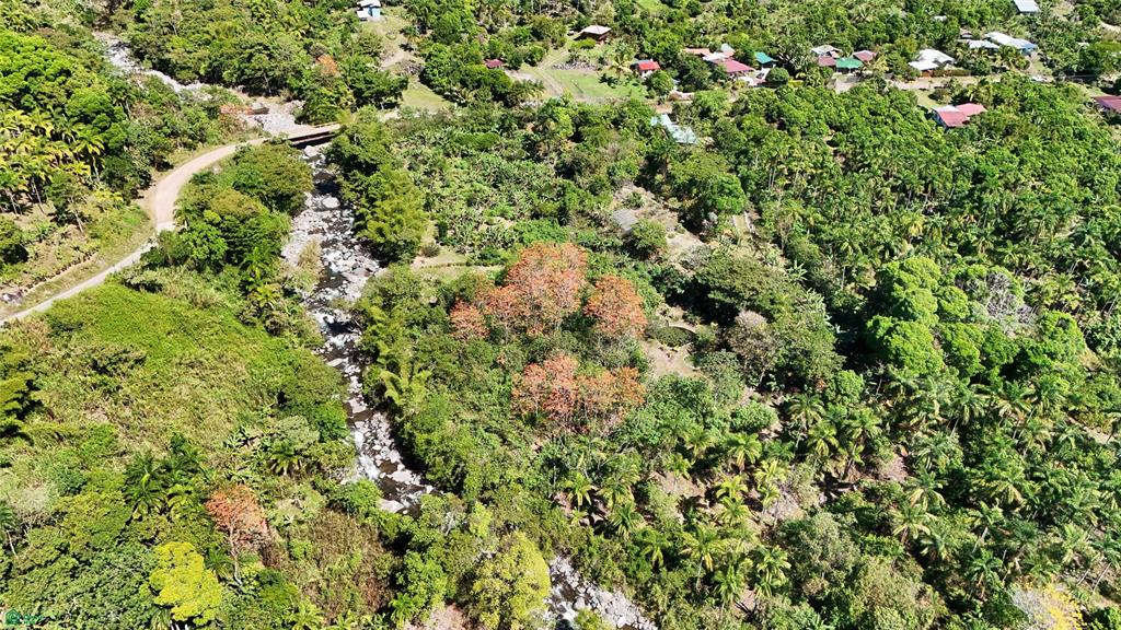 Finca Tropical Food Forest