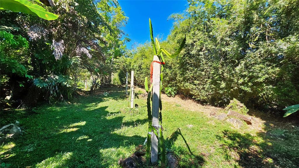 Finca Tropical Food Forest