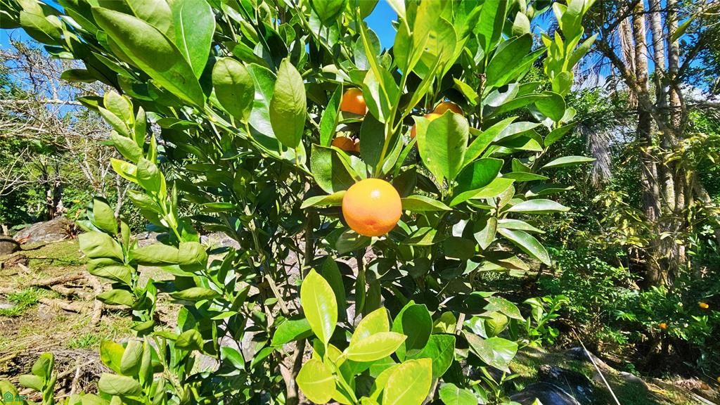 Finca Tropical Food Forest
