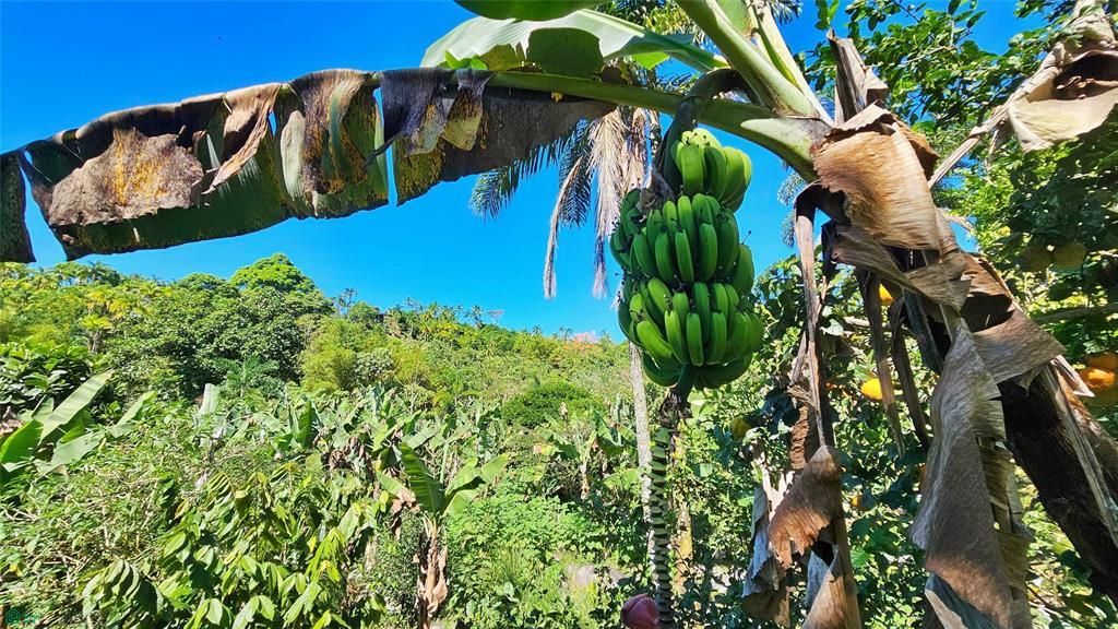 Finca Tropical Food Forest