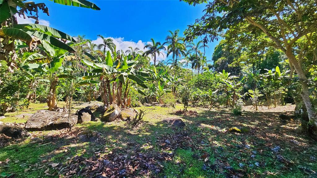 Finca Tropical Food Forest