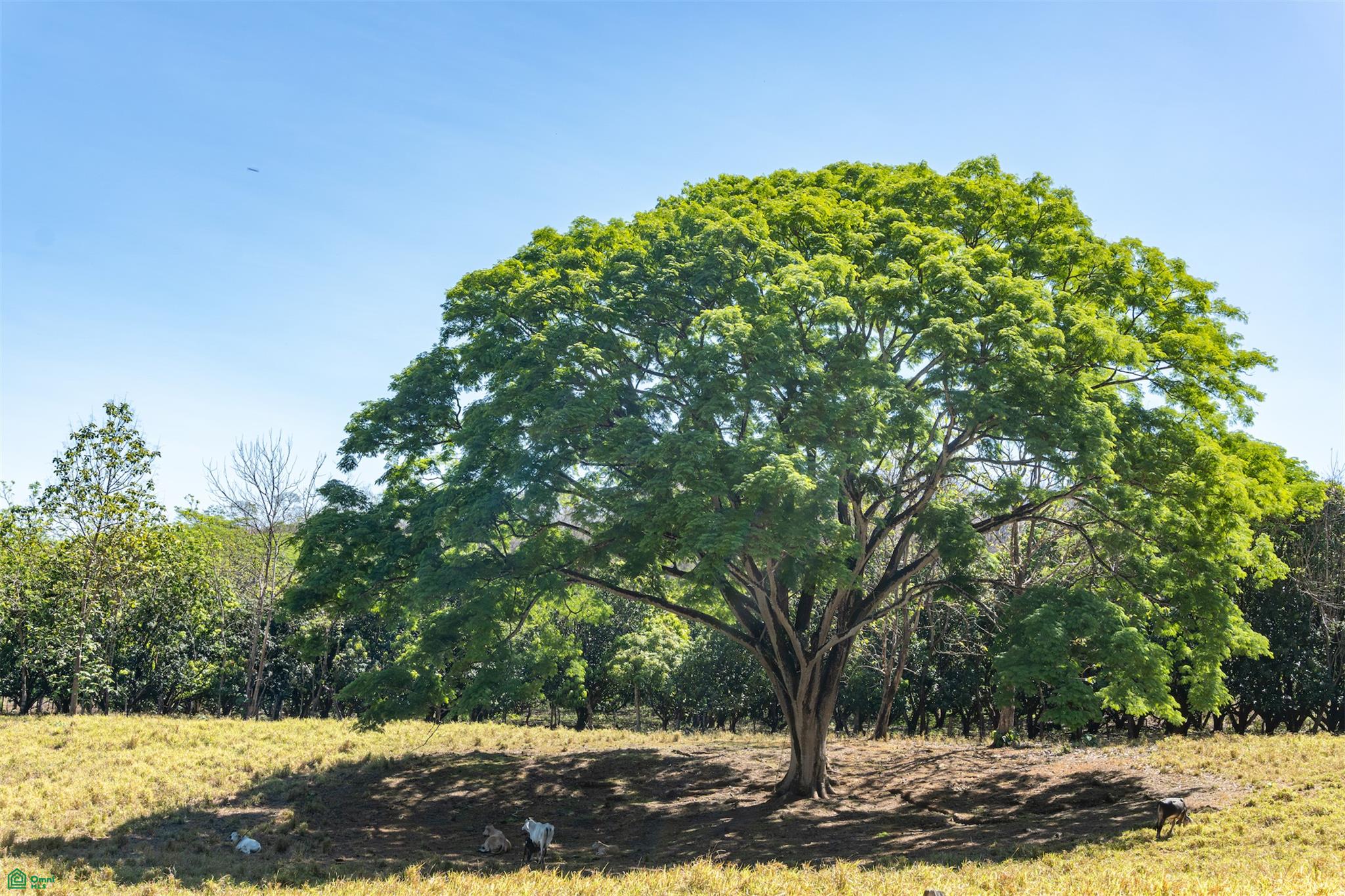 Finca Luna y Sol | Home with 185 Acres