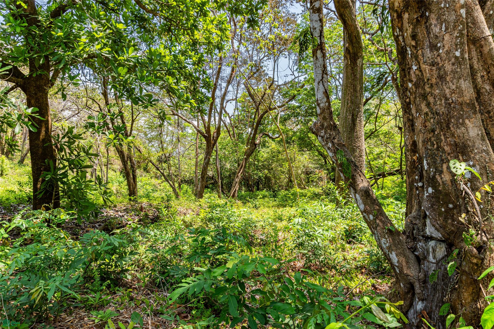 Finca Sueño del Mar | 16 Acres