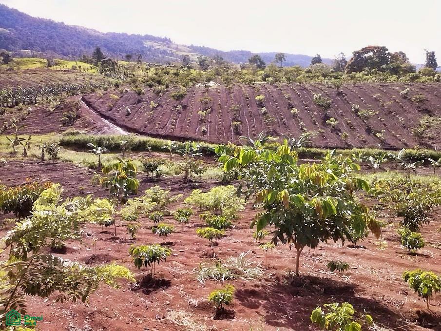 Finca Hamacas