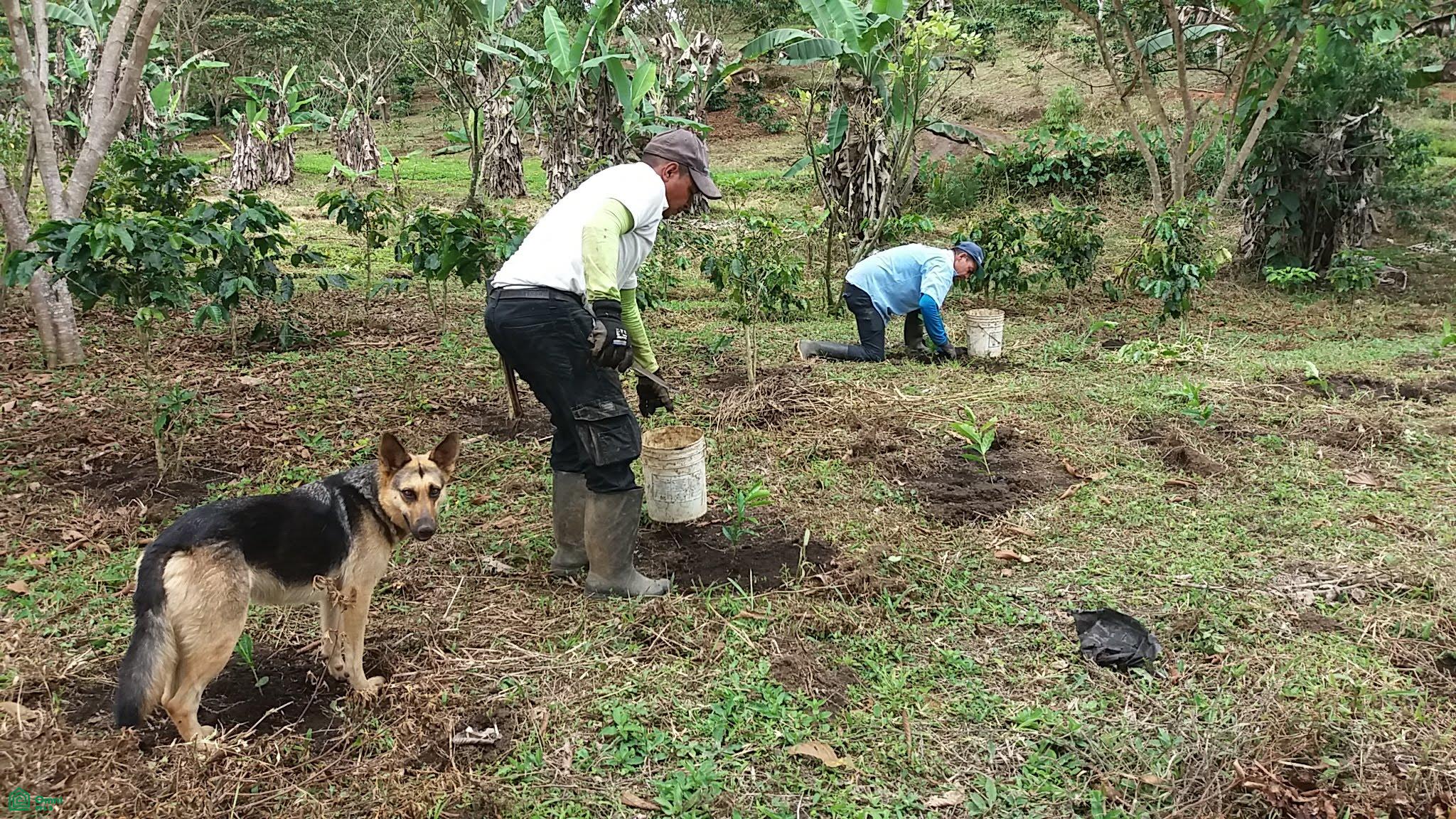 Finca Hamacas