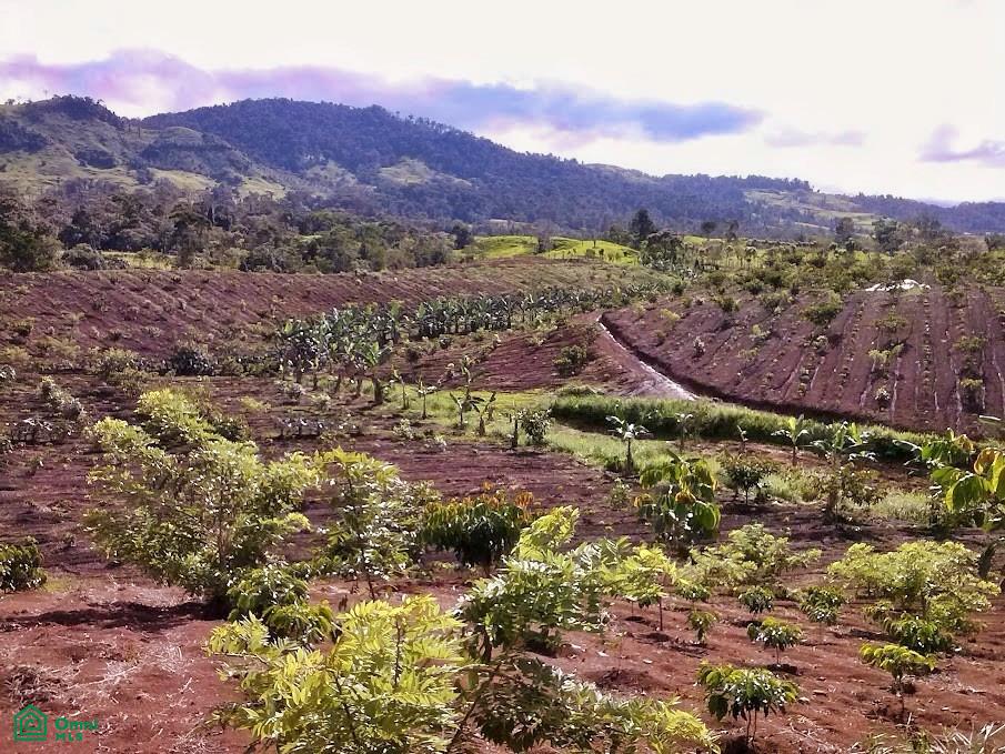 Finca Hamacas