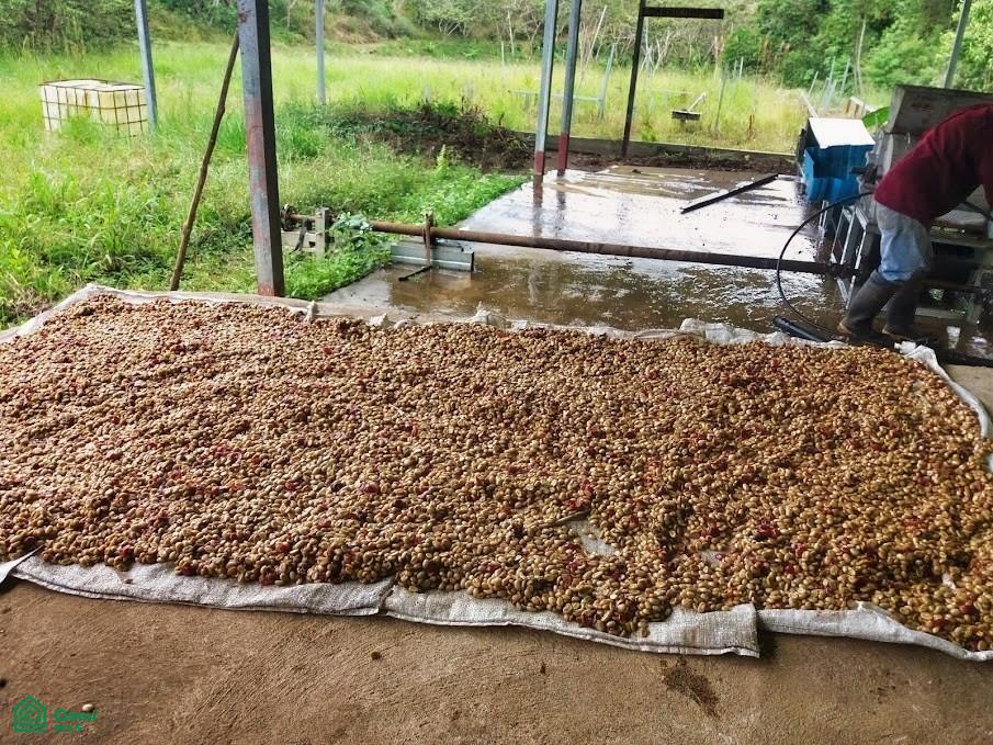 Finca Hamacas