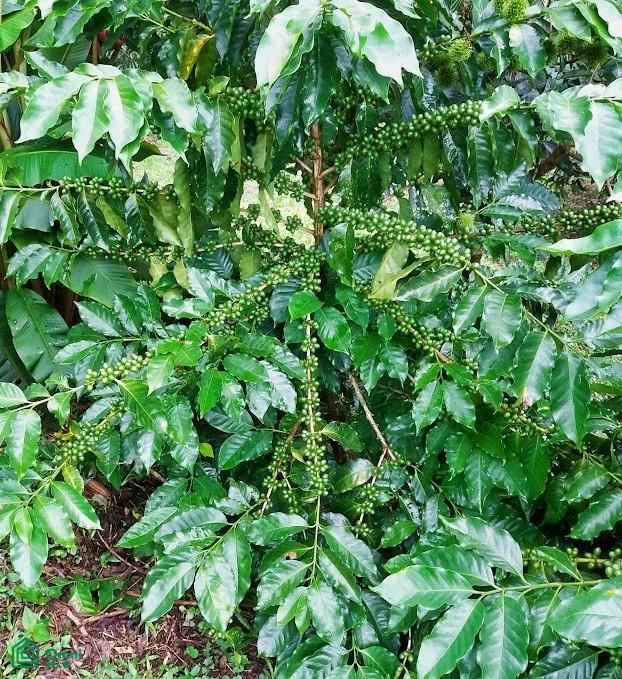 Finca Hamacas