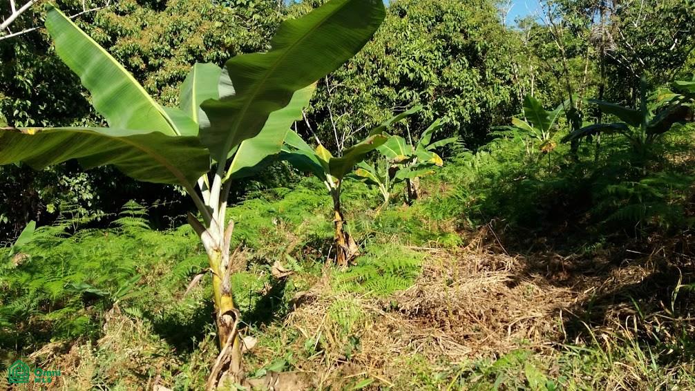 Finca Hamacas