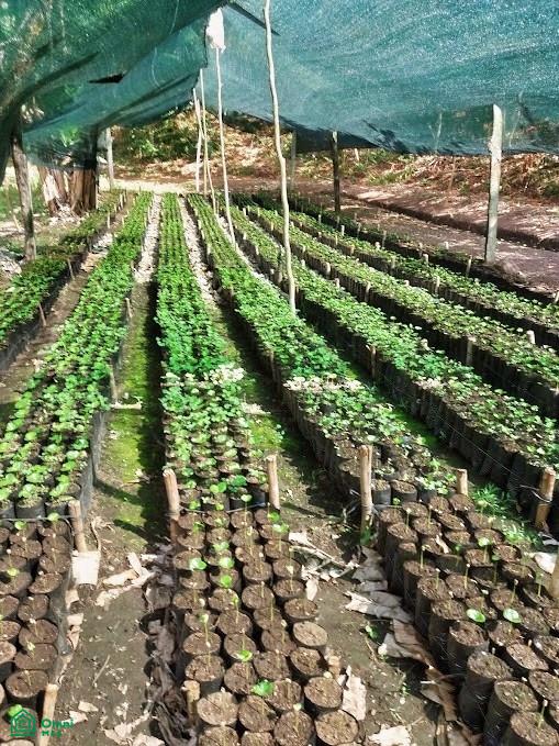 Finca Hamacas