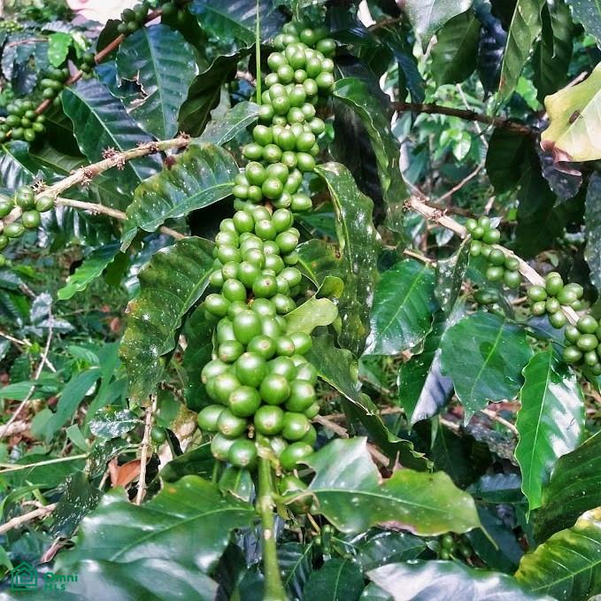 Finca Hamacas