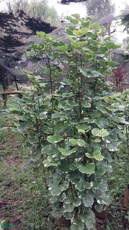 Pocosol