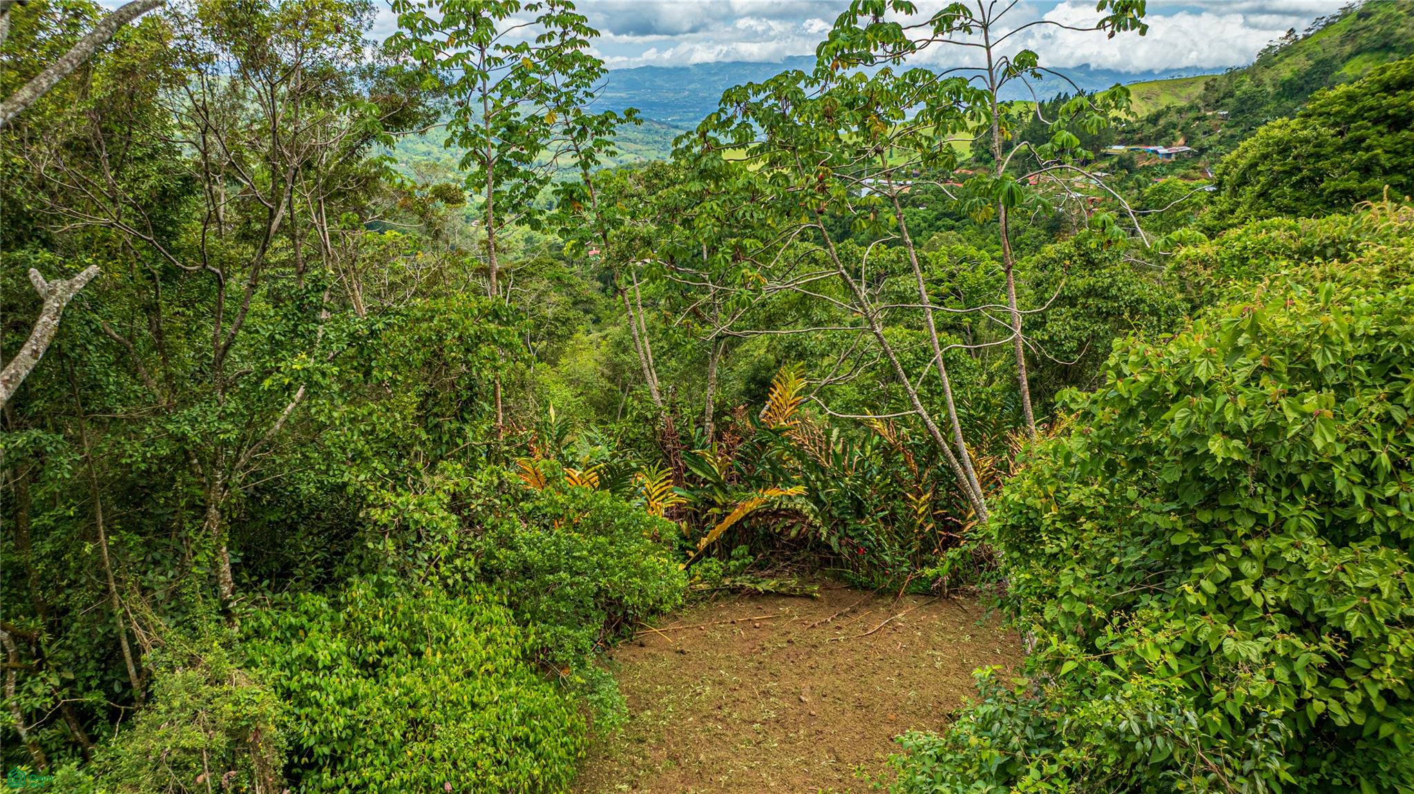 Cacique | Chirripo