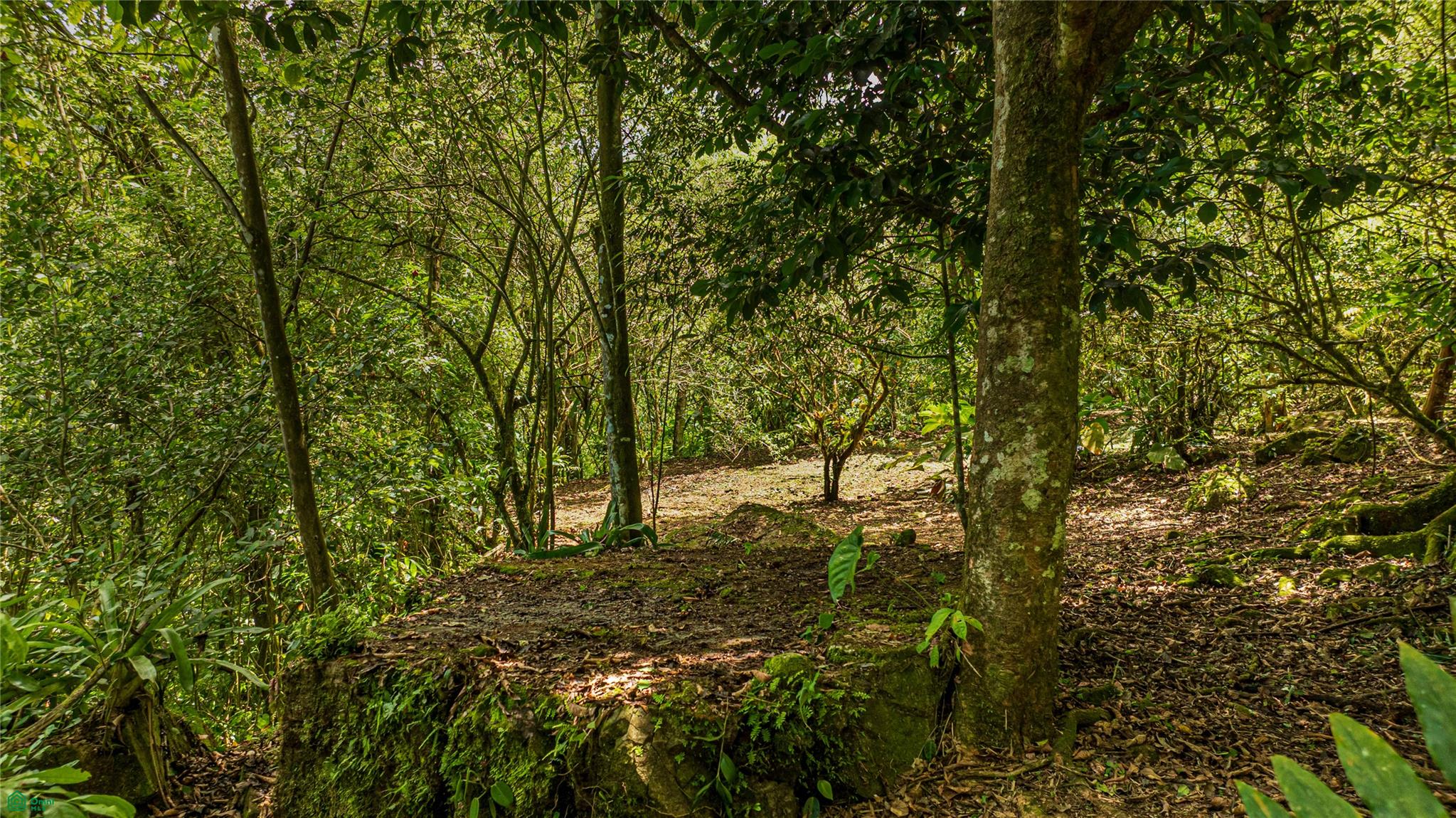 Cacique | Chirripo