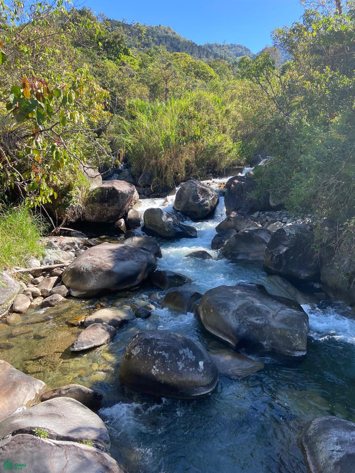 Cacique | Chirripo