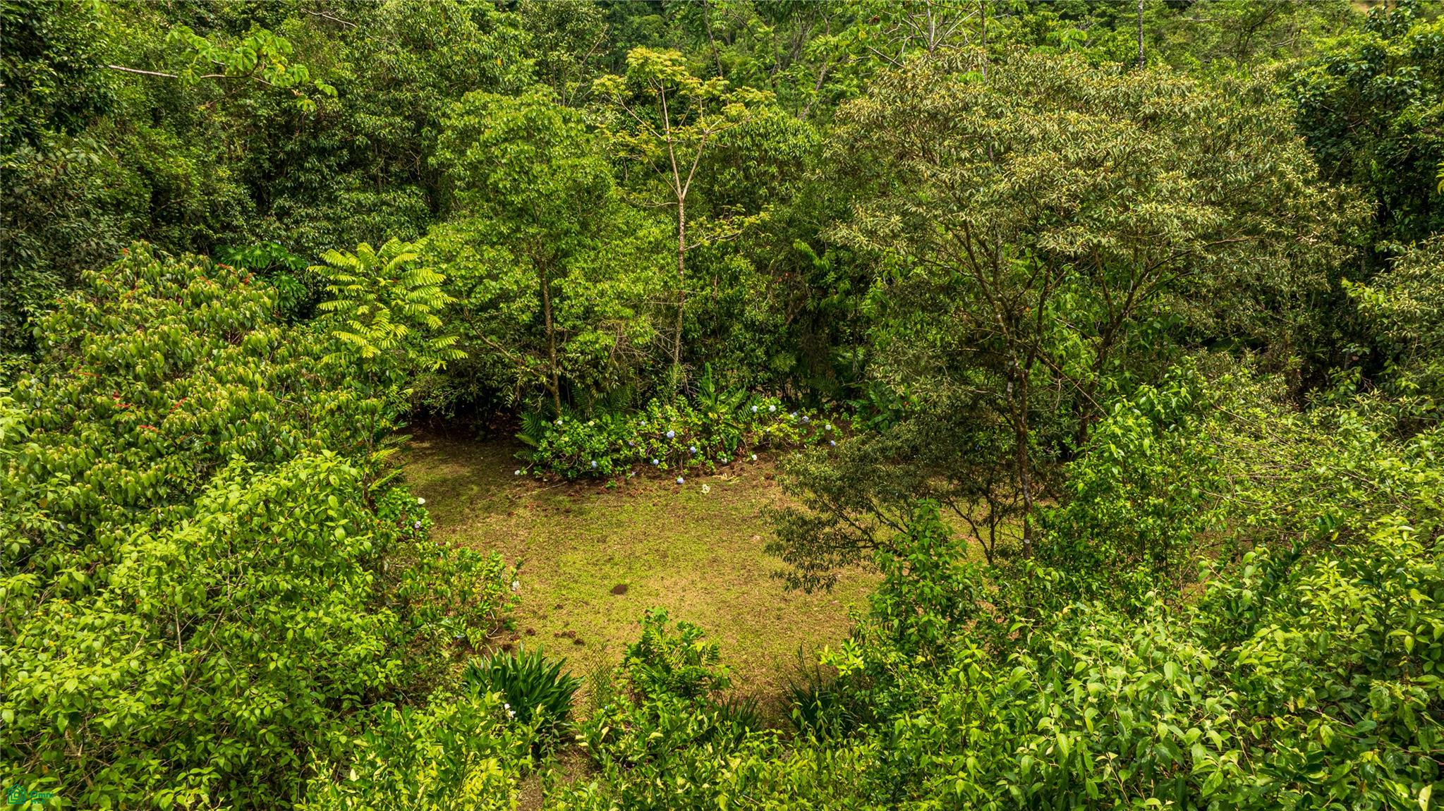 Cacique | Chirripo