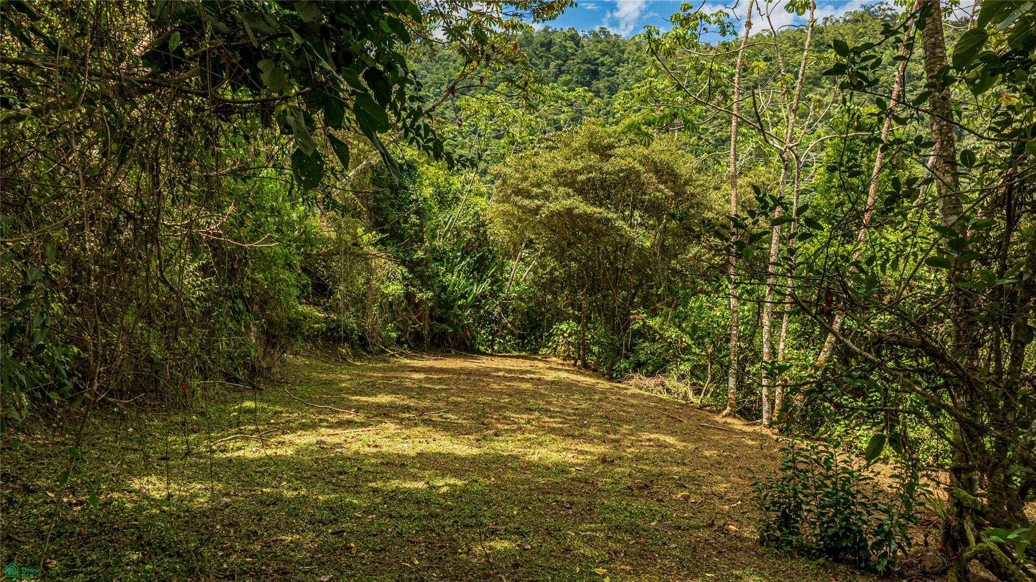 Cacique | Chirripo