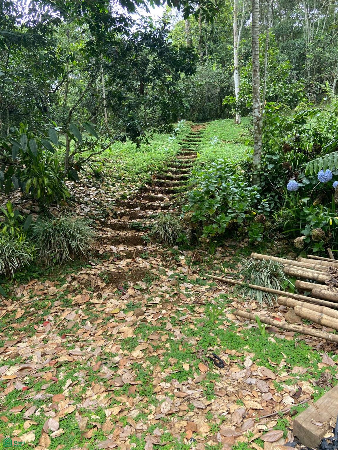 Cacique | Chirripo