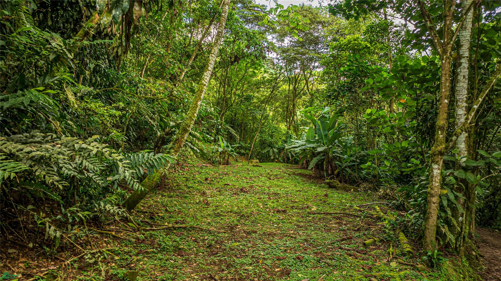 Cacique | Chirripo
