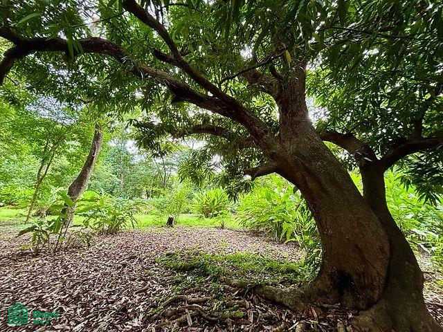 La Selva Azul