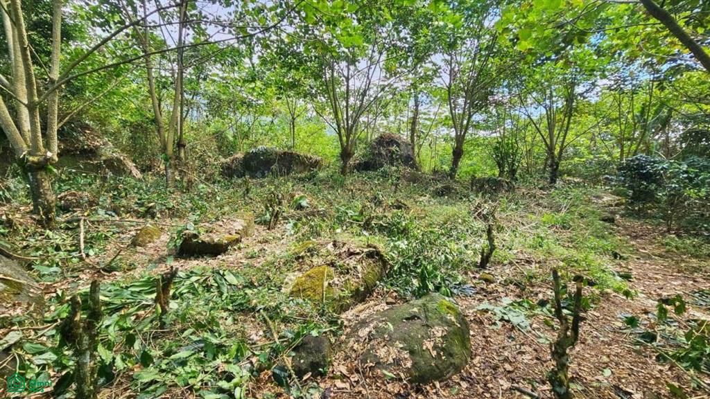 Finca Tierra Negra , San Pedro, Perez Zeledon, San Jose