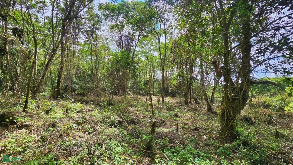 Finca Tierra Negra , San Pedro, Perez Zeledon, San Jose